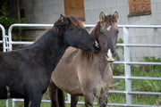 Donate to Madahoki Farm and Support Indigenous Culture